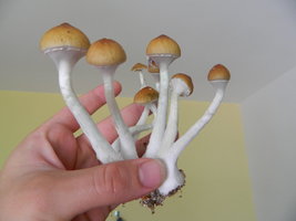 DSCN1568.JPG
