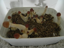DSCN1580.JPG