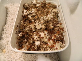 DSCN1587.JPG