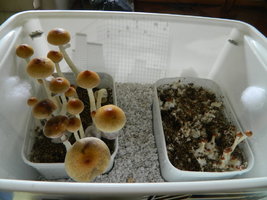DSCN1590.JPG