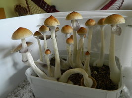 DSCN1593.JPG
