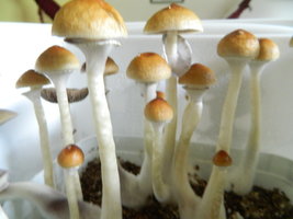 DSCN1598.JPG