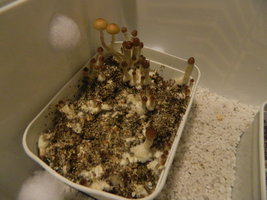 DSCN1620.JPG