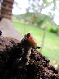 ai1001.photobucket.com_albums_af132_cestosecreto_IMG_0964_zps6a3004eb.jpg