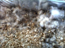 IMG10113.jpg
