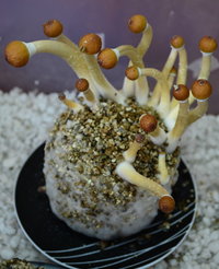 Foto-Australian CL.JPG