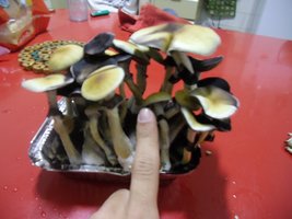 cimg0890b.jpg