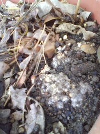 foto0659da.jpg