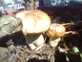foto0690o.jpg