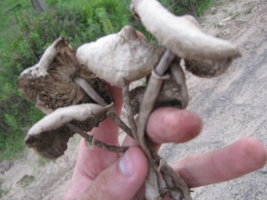 cubensis.jpg