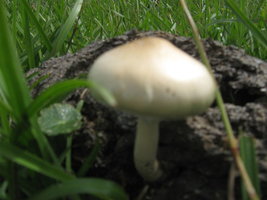 cubensis001.jpg