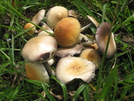 cubensis002.jpg