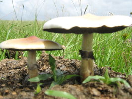 cubensis003.jpg