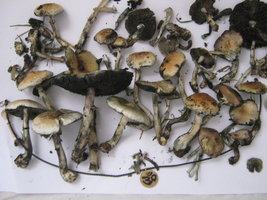 cubensis005.jpg