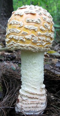 919725099-Amanita_1.jpg