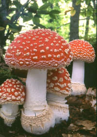 Amanita-muscaria.jpg