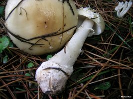 amanita_gemmata_02.jpg