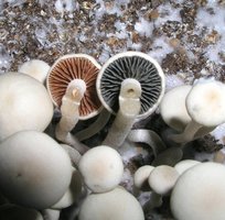 062783744-pc_gills2.jpg