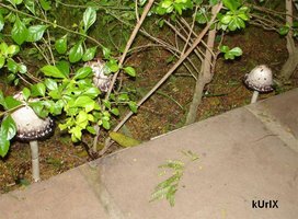 20060710cogumelo1uc9.jpg