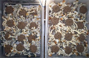 afiles.shroomery.org_files_07_008_218856025_PE2bins.jpg