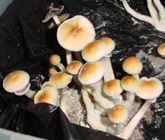 Stropharia.jpg