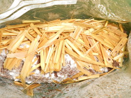 DSCN2302.JPG