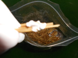 DSCN2308.JPG