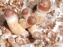 RSCN2336.JPG