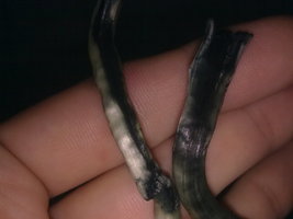 31072011443.jpg