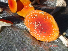 DSC01426.jpg