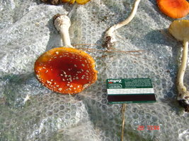 DSC01427.jpg