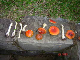 DSC01429.jpg
