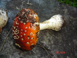 DSC01433.jpg