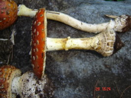 DSC01434.jpg