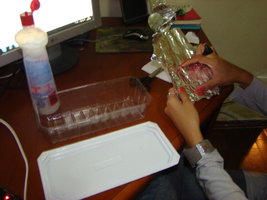 mushrooms4.jpg