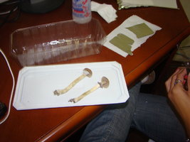 mushrooms7.jpg