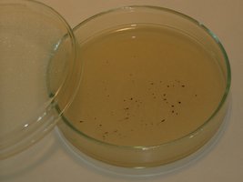 p1010018resizedzs3.jpg