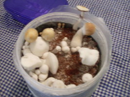 sdc10312p.jpg