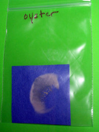 planta0111yc.jpg