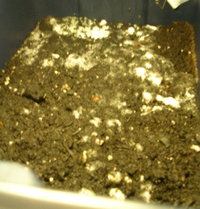 dscn2071iv8.jpg