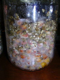 dscn1935hj8.jpg