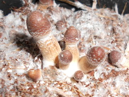 RSCN2353.JPG