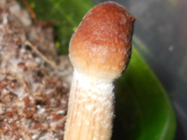 RSCN2352.JPG