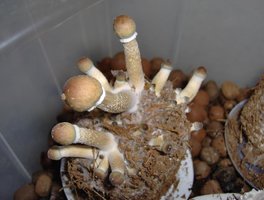 funghipu6.jpg