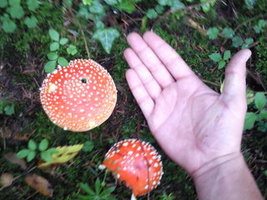 foto0140l.jpg