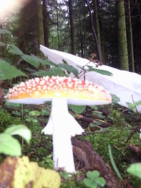 foto0138c.jpg