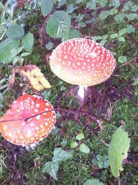 foto0137p.jpg