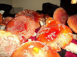 dsc00112ex.jpg