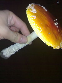 28102009004.jpg