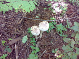 02022008495au3.jpg
